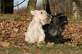 SCOTTISH TERRIER 124